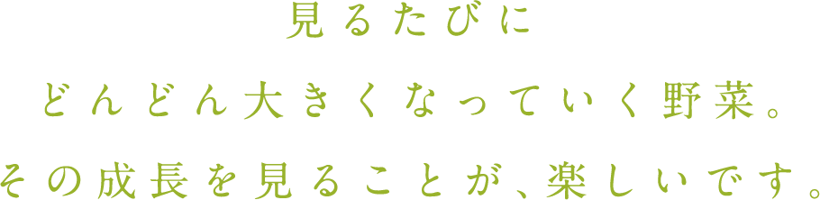 見るたびにどんどん大きくなっていく野菜。その成長を見ることが、楽しいです。